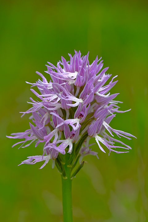 Orchis italica della piana degli albanesi